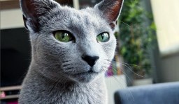 Hypoallergenic Russian Blue Cats Personality and Care