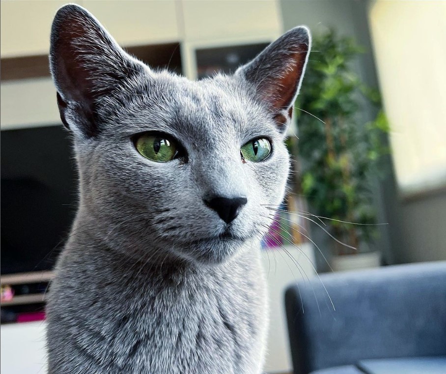 Is the Russian Blue cat hypoallergenic? 