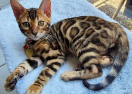 Are bengal cats hypoallergenic?