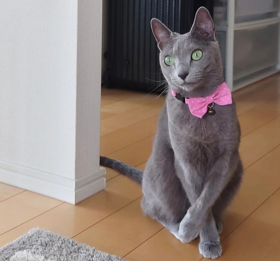 Personality Traits of Russian Blue Cats
