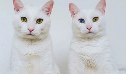 Russian White Cat Personality, Training and Care