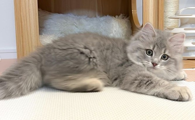 grey siberian kitten