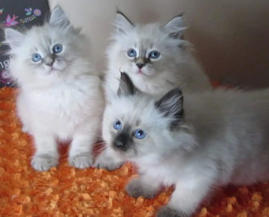 blue eyes beautiful white siberian kittens