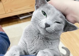 Are russian blue cats hypoallergenic or not?