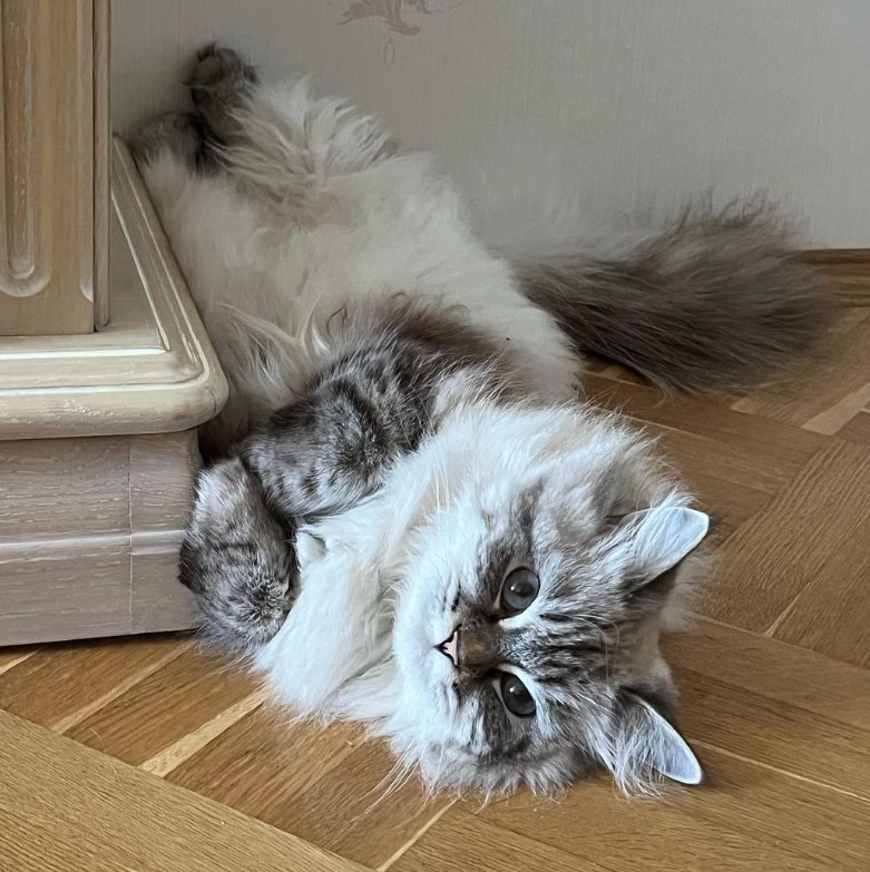 kitten playfull siberian cat gray