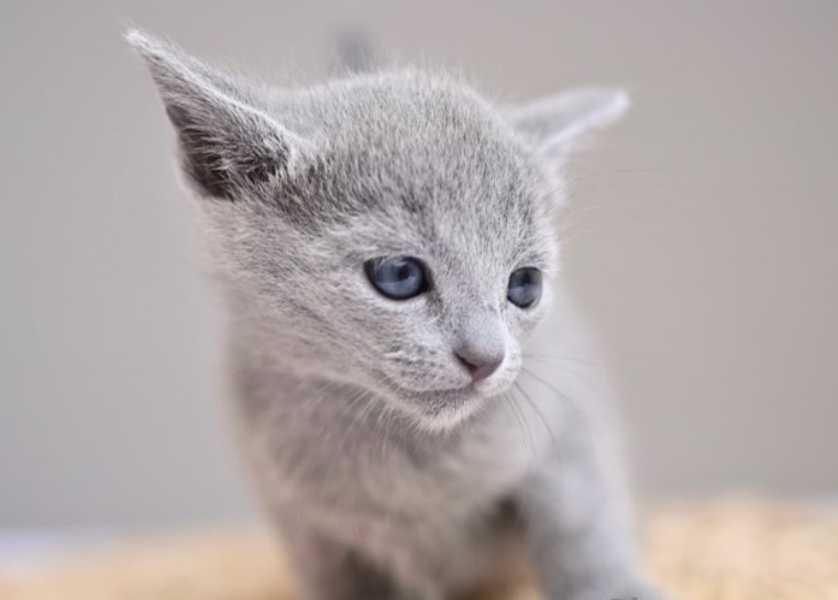 Blue eyes russian blue cat
