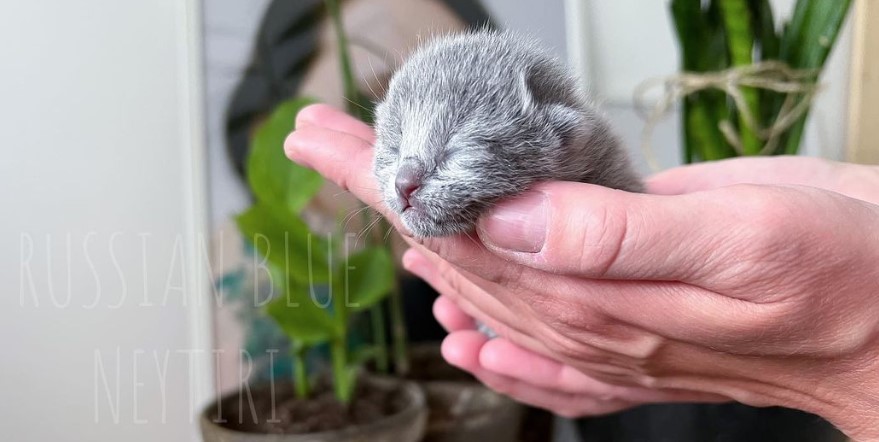 Kitten Russian Blue Cat Care