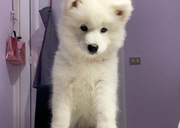 Are Samoyed dogs hypoallergenic?