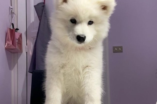 Are Samoyed dogs hypoallergenic?