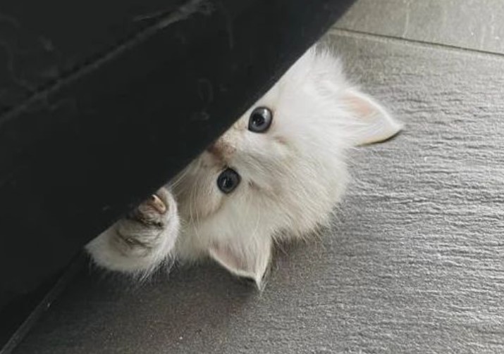 playful siberian kitten white