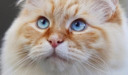 Hypoallergenic Siberian Cats Personality and Care