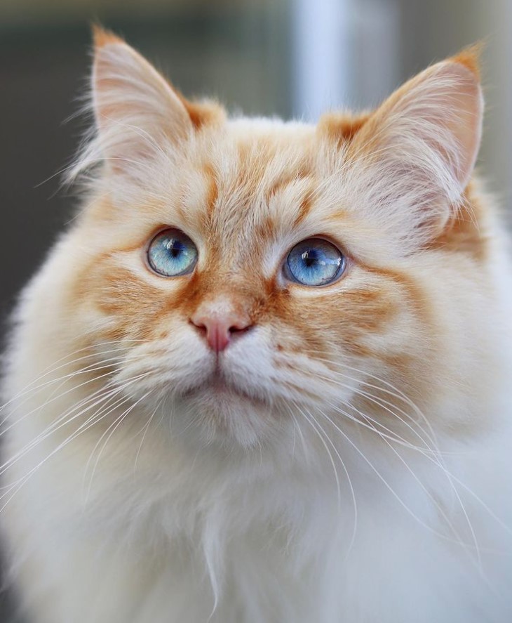 beautiful siberian cat ginger