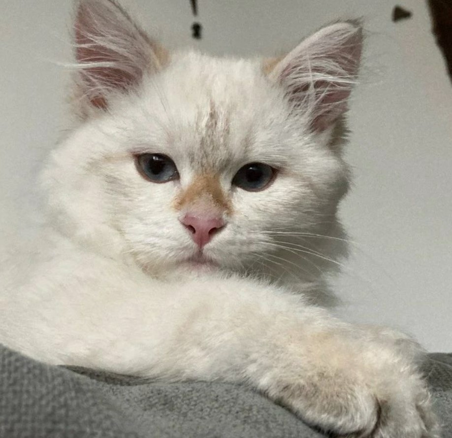 siberian cat white