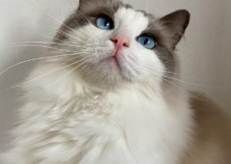 Are wonderful blue-eyed Ragdoll cat hypoallergenic?