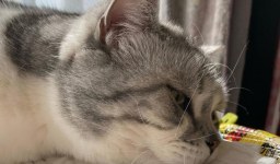 Can Cats Get Diabetes? Symptoms and Treatment Options