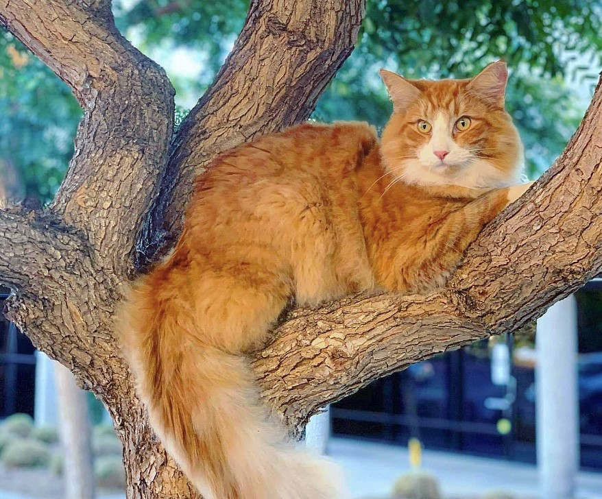 Ginger Norwegian Forest Cat on the tree