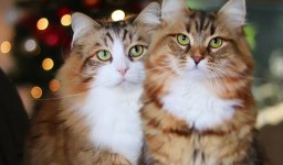 Norwegian Forest Cats: Majestic and Affectionate Companions