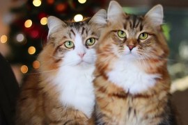 Norwegian Forest Cats: Majestic and Affectionate Companions